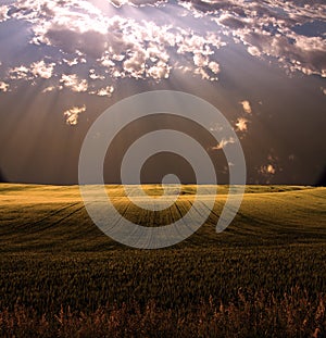 Field in sunlight