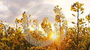 field at sunset. flowers close-up glimpse of the golden sun.