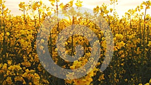 field at sunset. flowers close-up glimpse of the golden sun.