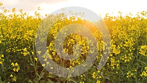 field at sunset. flowers close-up glimpse of the golden sun.