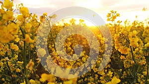 field at sunset. flowers close-up glimpse of the golden sun.