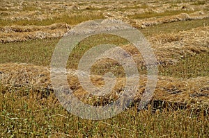 A field of swathed wheat
