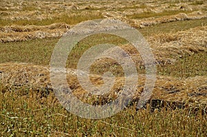 A field of swathed wheat photo