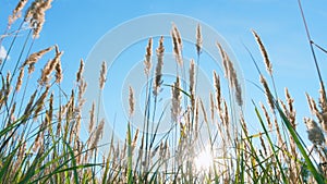 Field of swaying reeds at sunset in fall autumn sways in wind. Wild grass sway from wind on nature sky. Low angle view.