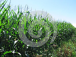 Field of Sweetcorn