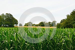 Field of sweetcorn sweetcorn, sugar corn, pole corn