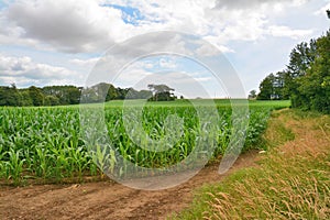 Field of sweetcorn sweetcorn, sugar corn, pole corn