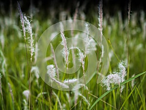 A field of tall grass.And green grass.