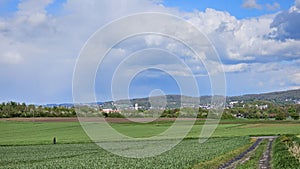 A field of tall grass with a small town in Menden Sauerland photo