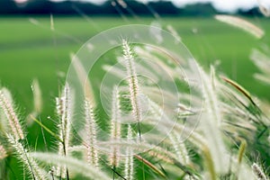 The Field of Tall Wild Grass: Nature\'s Background in a Beautiful Blur of Green Meadow