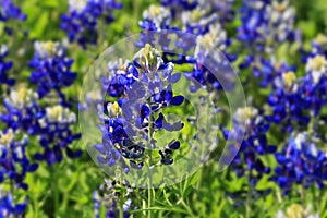 Field of Texas Bluebonnets