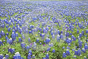 A field of Texas Bluebonnets