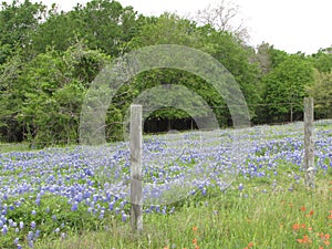 Field of Texas bluebonnets