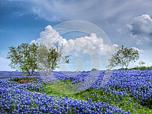 Field of Texas Bluebonnets