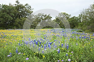 Field of Texas bluebonnets,daisies and verbanas with trees