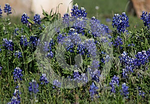 A field of Texas Bluebonnets on a windy day