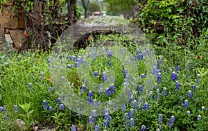 A field of Texas Bluebonnets on a windy day