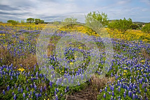 Field of Texas bluebonnets and yellow wildflowers