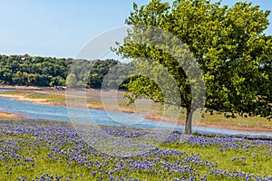 Field of Texas Hill Country Bluebonnets