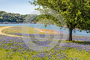 Field of Texas Hill Country Bluebonnets