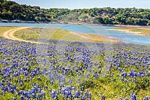 Field of Texas Hill Country Bluebonnets