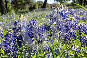 Field of Texas Wildflowers In Spring