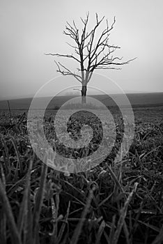 in a field there is a single dead tree .in a field there is a single dead tree in the fog