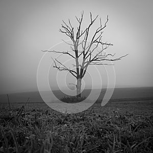 in a field there is a single dead tree .in a field there is a single dead tree in the fog