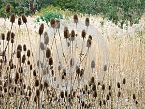 Field with thistle