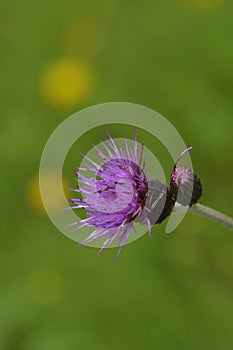 Field thistle  Cirsium arvense