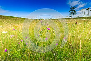 Field thistle, Cirsium arvense, with purple flowers