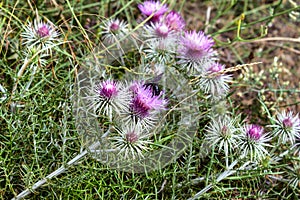 Field in Thistle flowers