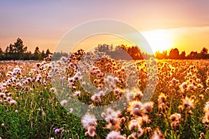 Cardo tramonto la luce 