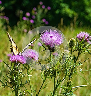 Field Thistle Wildflowers and a Eastern Tiger Swallowtail Butterfly