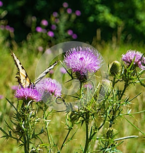 Field Thistle Wildflowers and a Eastern Tiger Swallowtail Butterfly photo