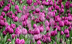 Field of thousands purple tulips close-up at Goztepe Park in Istanbul, Turkey photo