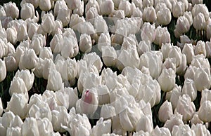 Field of thousands snow white tulips close-up at Goztepe Park in Istanbul, Turkey photo