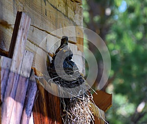 Field thrush bird feeding chicks in the nest