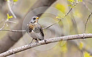 Field thrush sits on a tree branch