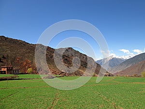 Field in Tibet China