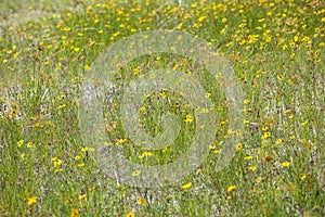 Field of tickseed in bloom