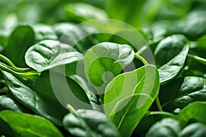 From Field to Plate: Witness the Bounty of Freshly Harvested Spinach