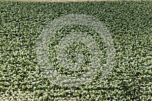 Field with Tobacco plants, Nicotiana tabacum