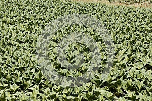 Field with Tobacco plants, Nicotiana tabacum