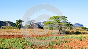 Field with tobacco plants in Vinales valley