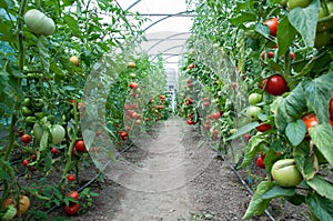 Field of tomatoes photo