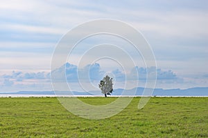 Field and tree