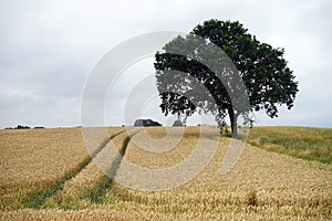 Field and tree