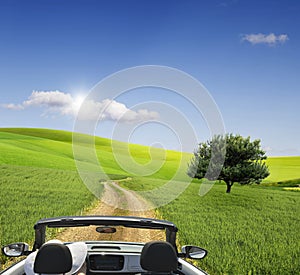 Field,tree and blue sky