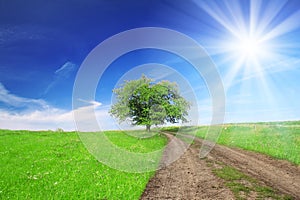 Field,tree, blue sky with sun